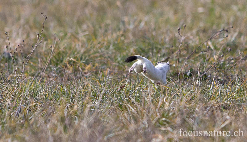 Hermine 5415.jpg - Hermine, Mustela erminea, en pelage d'hiver (Genève, Suisse, mars 2013)